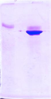 Lanes 1, 4 and 7: untreated Md1RIP, RNAse B and Md2RIP; lanes 2, 5 and 6: Md1RIP, RNAse B and Md2RIP treated with PNGase F.