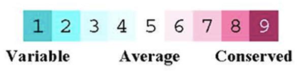 Conservation of the secondary structural features of type 1 RIP of apple (G), peach (H) and pear (I).