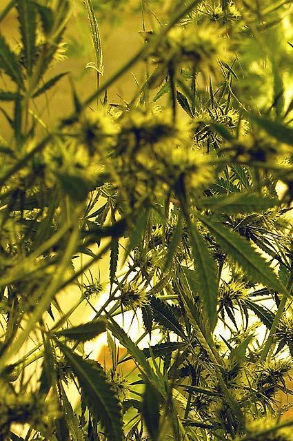 27 Cannabis under tonårstiden kan öka risken för depression, ångest och suicidalitet Den sannolikt största meta-analysen om effekterna av cannabisintag i tonåren är publicerad i JAMA Psychiatry i
