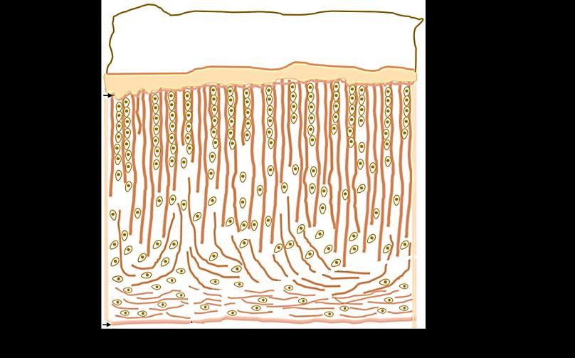 Synovial fluid