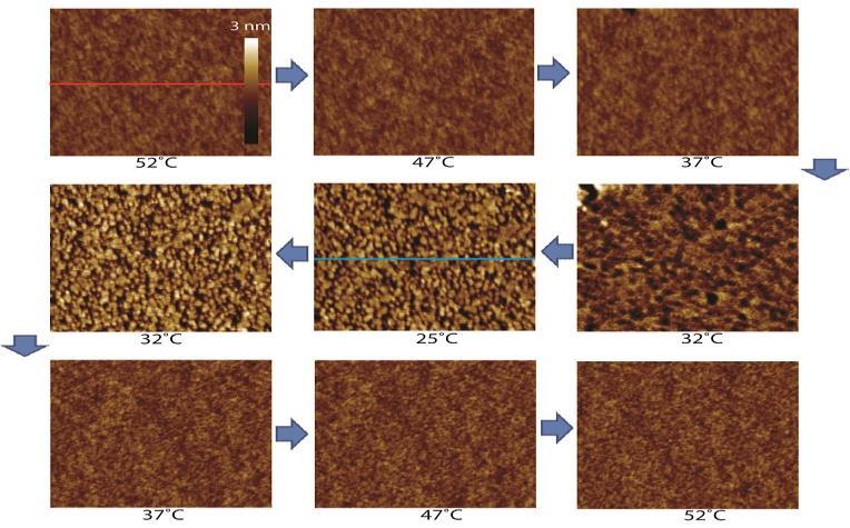 Chapter 4 Figure 11: Electron density profiles of DPPC bilayers at the silica liquid interface at different temperatures, z denotes the distance from the silicon surface.