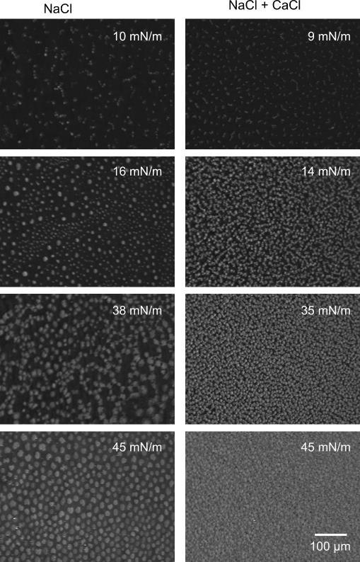 Chapter 4 Figure 22: Brewster angle microscopy images of DPPC monolayers at the liquid air interface on salt solutions with (a) HA of M W 10 kda (left) 155 mm sodium chloride (right) 155 mm sodium