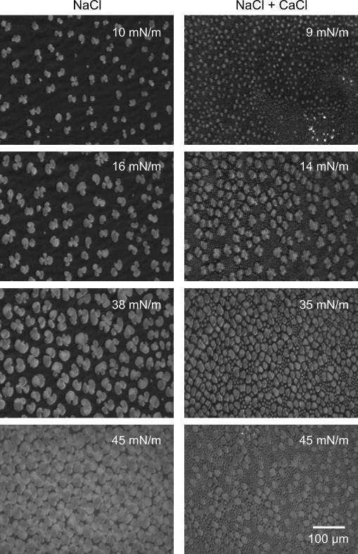 The images of subphase containing low molecular weight hyaluronan also point to the presence of some material in between the condensed regions, which is presumably due to the presence of two phases