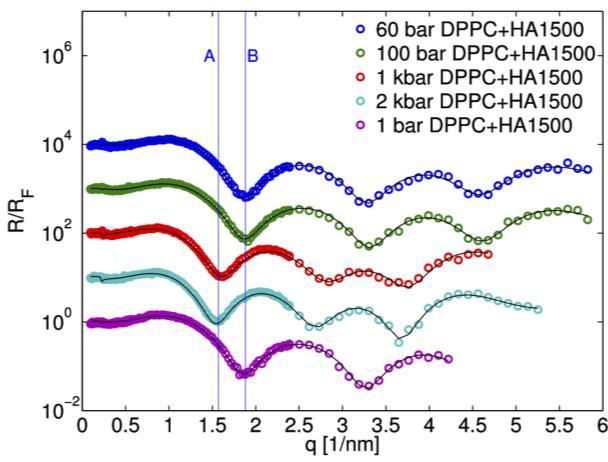 Chapter 4 Figure 24: Fresnel normalized reflectivity curves of (top) DPPC at 55 C and different pressures up to 2 kbar (b) DPPC/HA1500 composite layers at 55 C