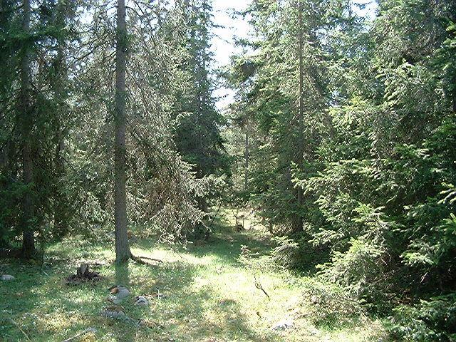 markvegetation skall vara betespräglad och innehålla växtarter eller ha en vegetationsstruktur som visar på en långvarig beteshävd (Jordbruksverkets föreskrifter, SJVFS 2001:42).