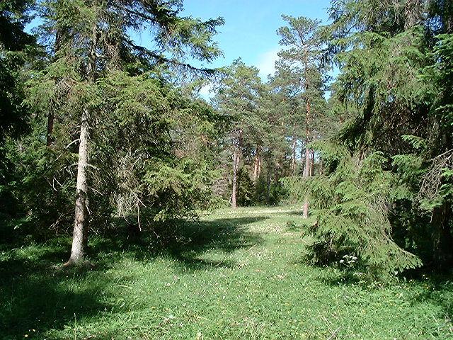 Ett annat sätt att dela in skogsmarken i typer är att mera direkt utgå från berggrund och jordarter. På Gotland kommer detta att i stor utsträckning kretsa kring graden av kalkpåverkan.