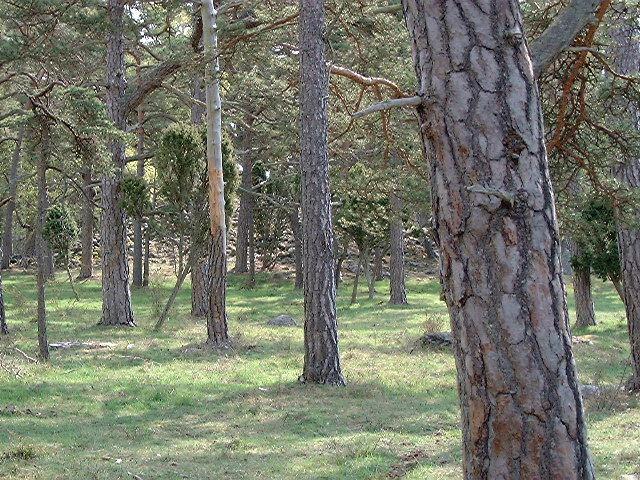 I dagens landskap är skogar med lång kontinuitet som trädbärande mark en bristvara.