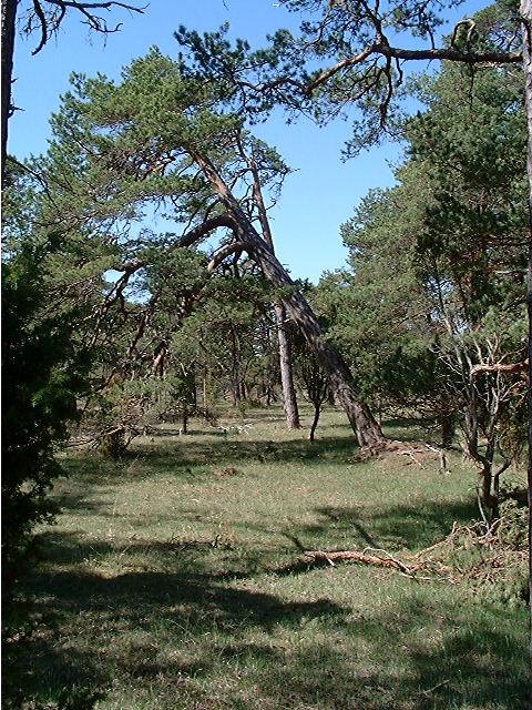 Uppstår en lucka i en betesfredad skog, kommer föryngring av ljuskrävande pionjärträd att kunna ske i den öppna ytan.