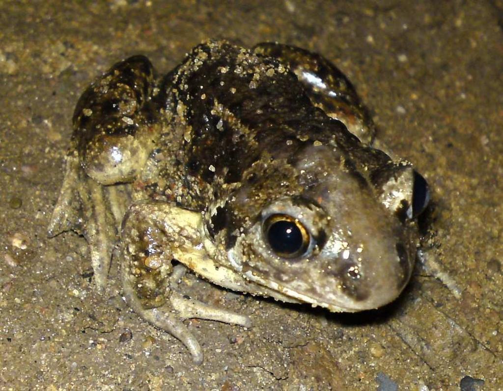 Rörelsemönster och överlevnad hos lökgrodan (Pelobates fuscus) kring Högestads vägar effekter av nyanlagda barriärer, grodtunnlar och staket Av: Abstract Lökgroda (Pelobates fuscus) vid barriärerna i
