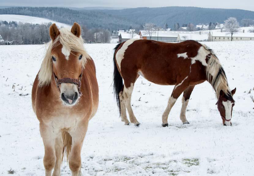 LANTBRUK EVPs produkter för ett modernt lantbruk sträcker sig från att hålla vatten frostfritt både i permanenta eller tillfälliga lösningar.