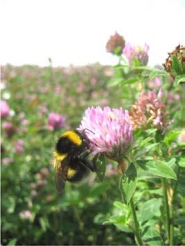 åren och det är inte så konstigt, eftersom honungsbina sköts av oss människor och ställs aktivt ut för pollinering. För att öka mängden humlor behöver vi ge dem mer resurser.