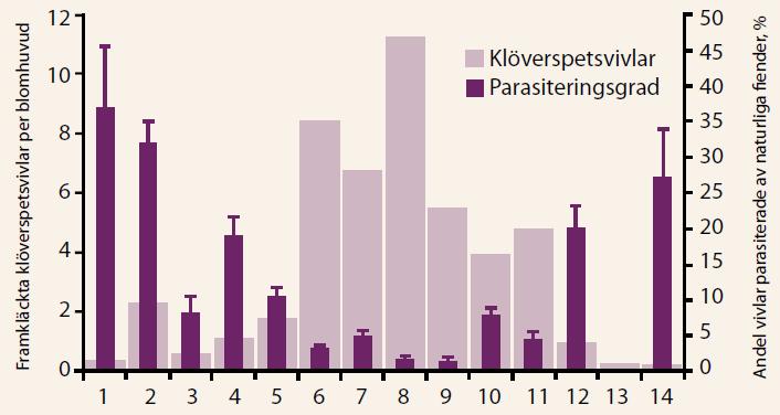 Parasitsteklar visar på potential för biologisk kontroll Parasitsteklar är naturliga fiender till klöverspetsvivlarna.