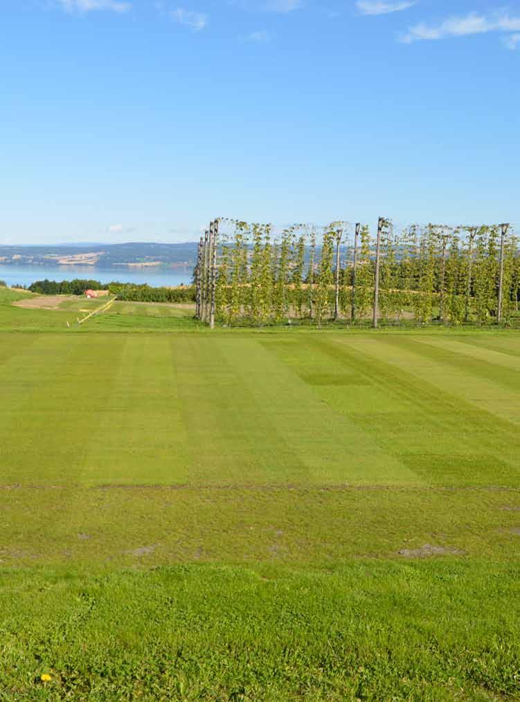 Gräsarter och sorter till golfgreener i Norden: Sammanfattning av SCANGREEN 2015-2018 Av Trygve S.