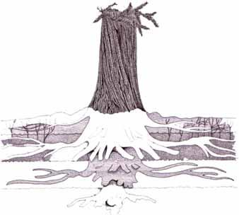 lenticels Oxygen transport and