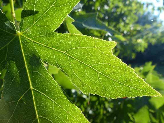 Leaf turgor loss point som en tydlig indikator för torktolerans Turgortrycket hos bladen kan användas som en av de starkaste indikationerna för den fysiologiska torktoleransen hos en