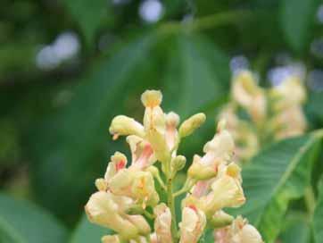 Aesculus