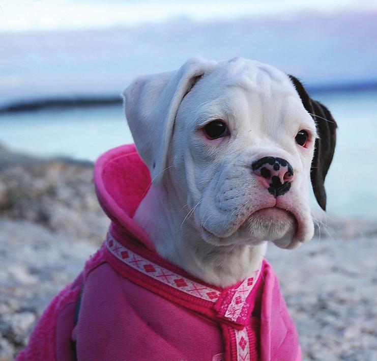 ögon samt allergier och tre fall av cherry eye. Till detta kommer en del exteriöra problem som hängande ögonlock, inåtvridna ögonlock och inåtväxande hårstrån.