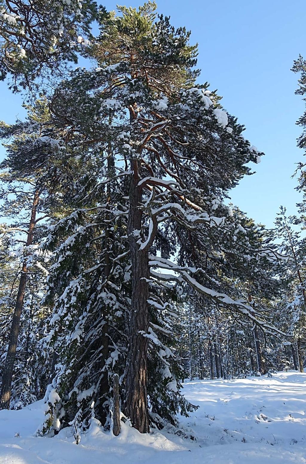 Källuppgifter Nyckelbiotopsinventering: nr 1604, 1889 (nyckelbiotop) och 989, 990,993, 999 (högt naturvärde), Skogsstyrelsen.