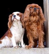 Läsa för hund Är du mellan 7 12 år? Gillar du hundar och är nyfiken på hur det skulle vara att läsa för en hund?