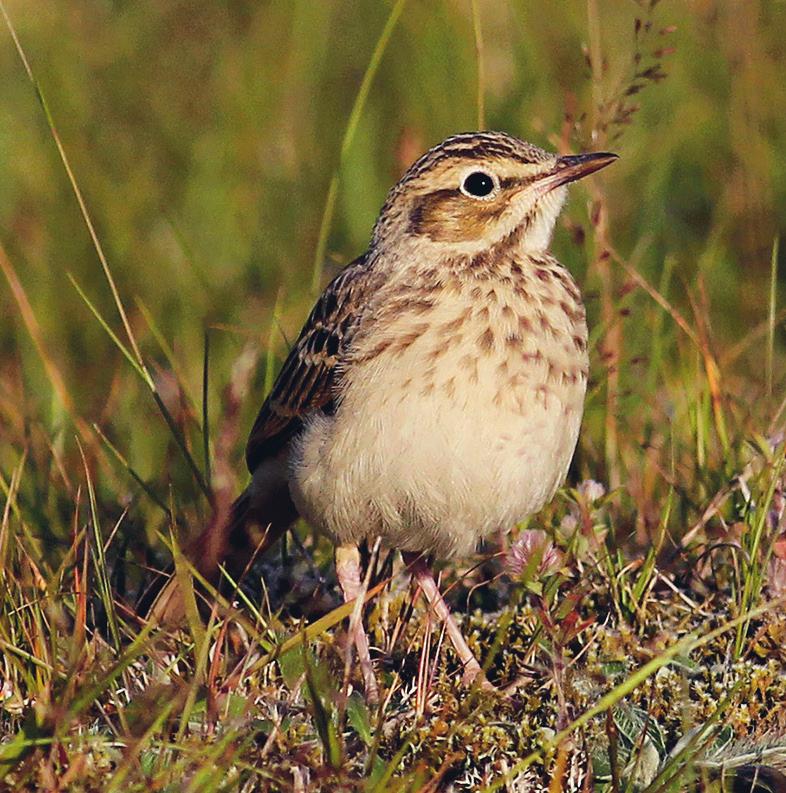 Fältpiplärkorna vid kusten lever längs en mycket smal remsa med öppen mark (sanddyner och torr hedvegetation), utan närhet till alternativa födosöks- och häckningsmiljöer, på grund av den avgränsande