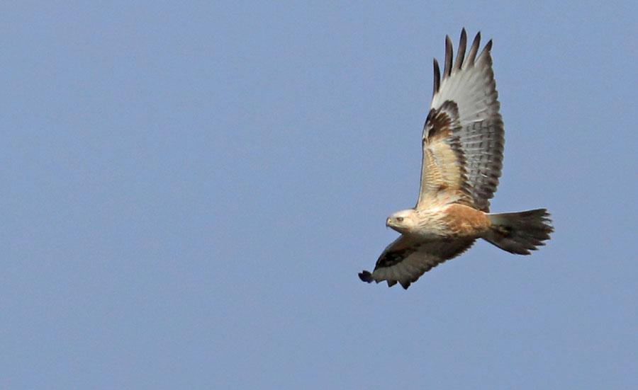 41 Örnvråk Buteo rufinus rufinus Fina obsar av enstaka fåglar 1-3.2. Det blev flera fina obsar av örnvråk! Foto: Lena Hansson 42 Ormvråk Buteo buteo Överlag allmän, sedd samtliga dagar.