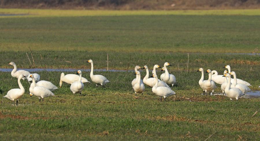 2 och 2 ex sågs 2.2. 3 Bläsgås Anser albifrons albifrons Ca 250 ex kring Burgas 1.2. Ca 300 ex på ett fält nordost om norra Atanasovsko-sjön 2.2. En flock om ytterligare ca 1200 bläsgäss flög in och landade intill de övriga gässen.