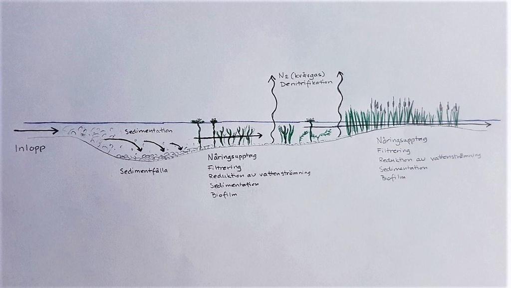 Det går att göra en våtmark med bara djupt vatten, men om syftet med våtmarken är att rena bort kväve behövs även vegetation menar Bratieres et al. (2008).