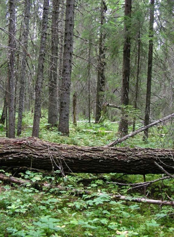 5 / 8 Åtgärdsprogram för hotade arter eller naturtyper som är särskilt viktiga för förvaltningen Åtgärdsprogram Kommentar Rikkärr Naturtypen med mycket hög klass finns i området, men omfattar en