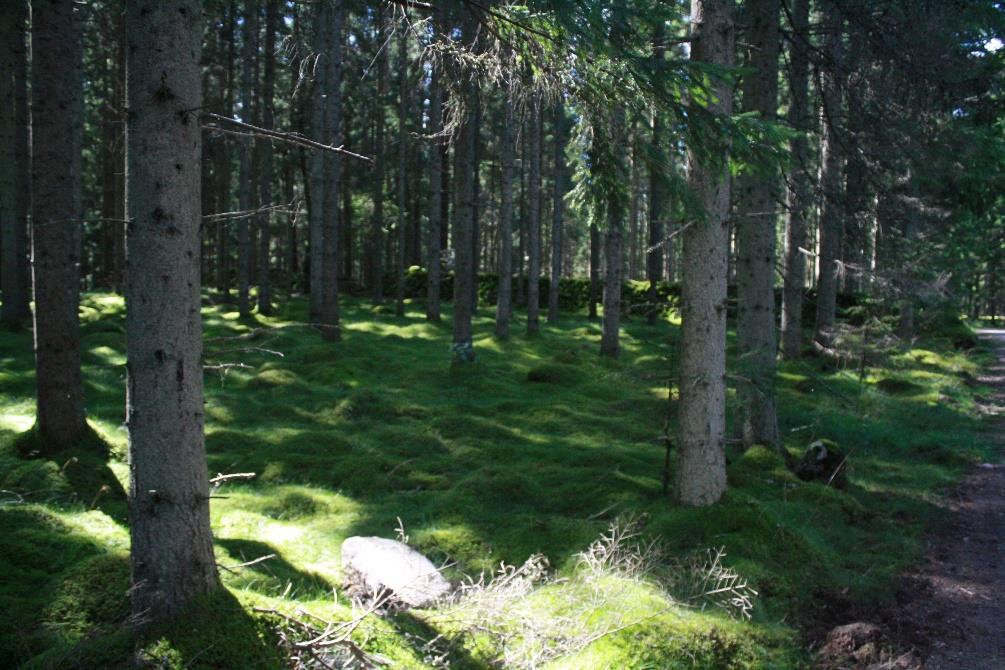 Juni Gör något annorlunda på din semester! Meginekurs i sommar 5 magiska dagar av kreativitet, självinsikt, kärlek till dig själv och till världen.