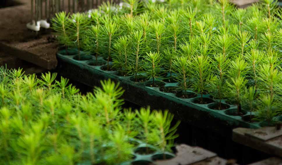 Fossilfria plantskolor CASE Södras plantskolor ställde under 2018 om till helt fossilfri drift.