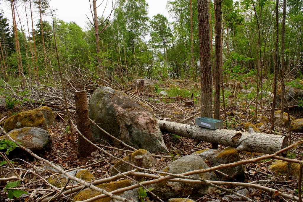 RESULTAT Totalt artbestämdes 297 skalbaggsarter i inventeringen, 24 av dessa är rödlistade enligt 2010 års rödlista.