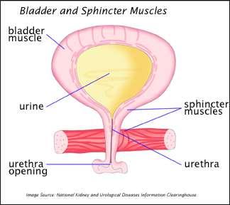 Urininkontinens och åldersrelaterade förändringar Bindväv istället för muskelvävnad -mindre elasticitet Blåsan blir mindre och får sämre muskelkraft Residual urin ökar (50-100 ml) större risk för
