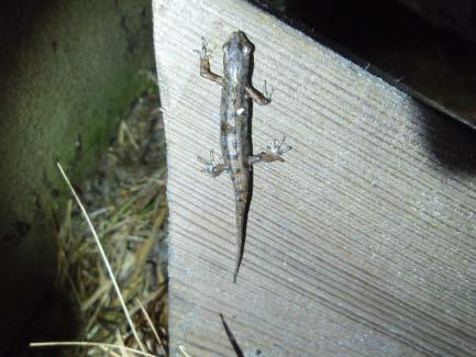 Bild 12. Salamandrar klättrar rakt uppför brädan och undviker att ledas ned till rörmynningen.
