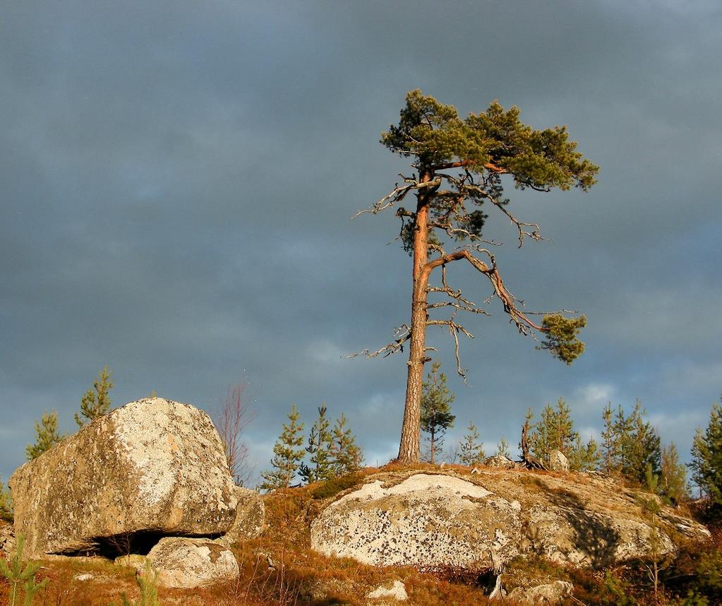 1 / 10 Beslut Datum 2017-06-19 511-6487-2015 Dnr (anges vid skriftväxling) Dossiénr NVR2046656 Beslut för bildande av naturreservatet Lokmyran Uppgifter om naturreservatet Naturreservatets namn: