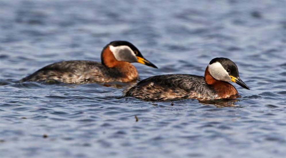 Gråhakedopping Podiceps grisegena 1 par Minskade i år tyvärr ned till ett par, noterat vid Södra Flommen. I vår serie har arten bedömts häcka åtta år tidigare.