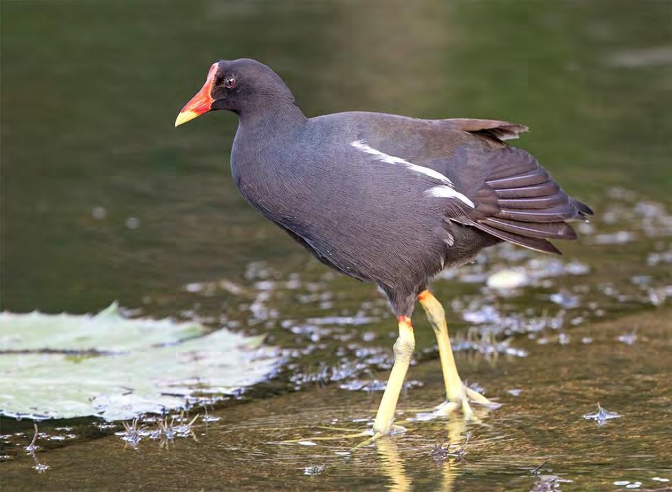 Rörhöna Gallinula chloropus 2 par Minskade med ett par och noterades i år bara vid Norra Flommen och Knösen med ett par vardera. Har noterats med 0 7 par i vår serie sedan starten.