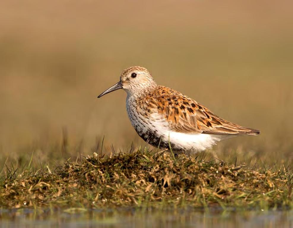 Sydlig kärrsnäppa Calidris alpina schinzii 8 par Fortsatt kräftgång för den sydliga kärrsnäppan tyvärr.