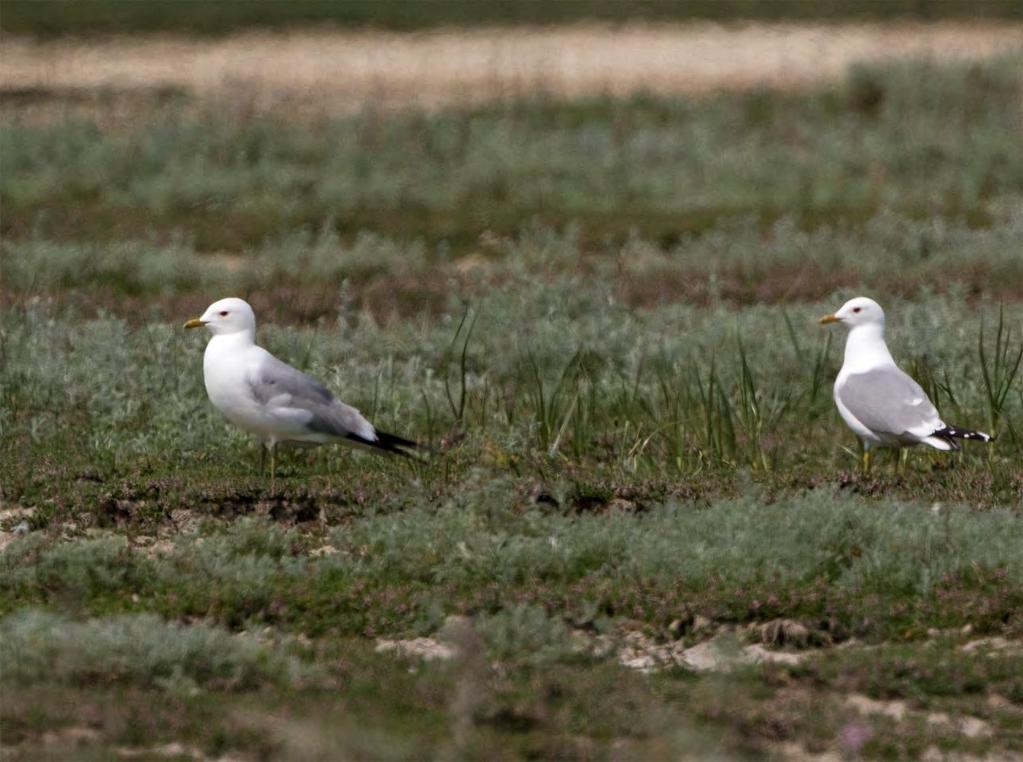 Fiskmås Larus canus 45 par Ökade i år med fyra par, då den gick framåt vid både Norra Flommen och Östra Höllviken. På överlägset bästa lokal Näsholmarna var antalet par oförändrat med 30.