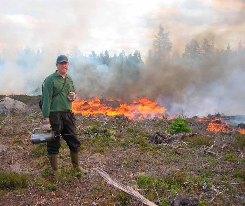 Tur och otur med hyggesbränning Hur en hyggesbränning lyckas kan man aldrig vara till hundra procent säker på. Själva bränningen har som regel inte varit några större problem att klara.