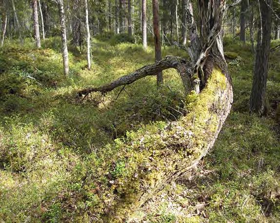Död ved En av de viktigare kvalitéerna för biologisk mångfald är mängden död ved. Mer än 1000 rödlistade arter är knutna till död ved, både stående och liggande döda träd.