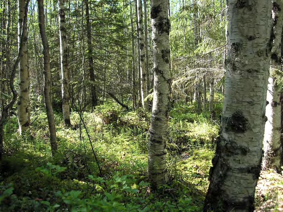 Lövrik tallnaturskog och lövnaturskog I Ekopark Skatan utgör i dag de lövrika tallnaturskogarna (mellan 20-49% lövinslag) 3,1% av skogsmarken och lövnaturskogarna (över 50% lövinslag) 1,3%.