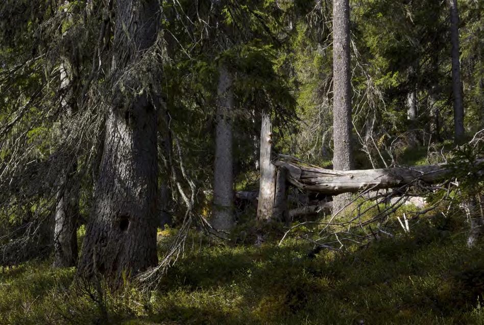 Lövrika barrnaturskogar Äldre granskogar har tidigare funnits i svackor eller i form av örtrika granskogar där det inte brunnit lika frekvent som i det övriga landskapet.