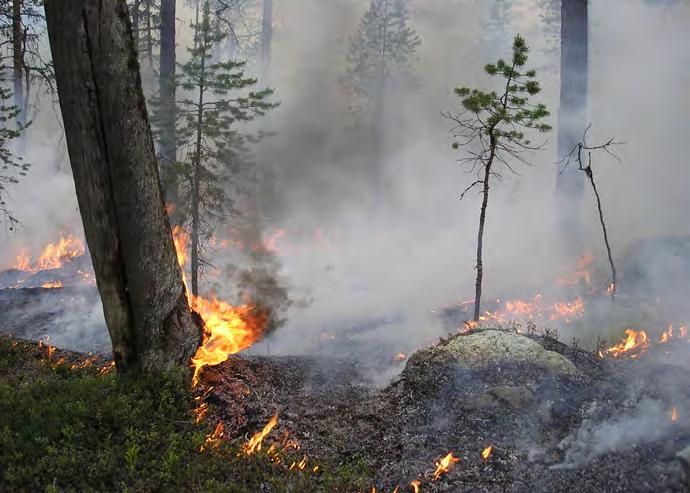 4. Naturvårds- och produktionsmetoder För att kunna beskriva balansen mellan produktion och miljö i olika skogsbestånd använder sig Sveaskog av fyra olika målklasser.