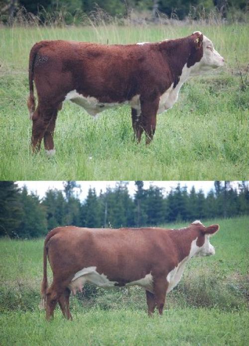 Vittaryd. Pris: 48.000kr Köpare: Svartsjö Hereford, Svartsjö.