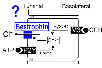 Best s sjukdom, Best vitelliform macular dystrophy Prevalens 1-9/100 000 Autosomalt dominant (ad) Förekommer biallelliskt med mer uttalade symptom En känd gen;