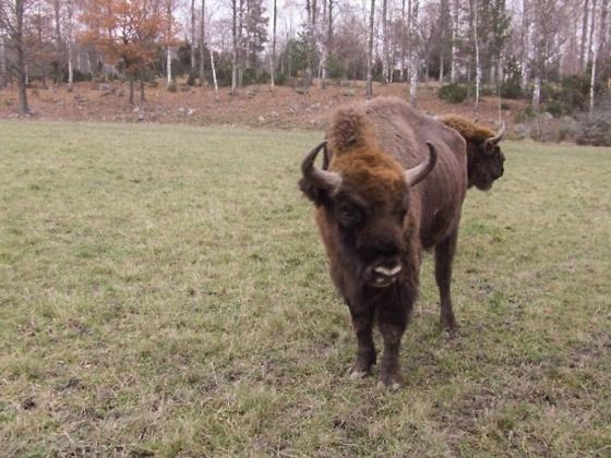 Kungsbyn Kungsbyn är en djurpark med främst svenska djur och som man säger, "djur i människans tjänst. Djur som påverkar eller påverkas av människan.