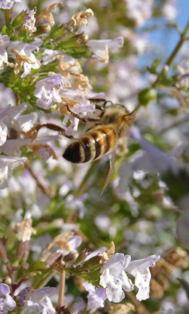 kvartersmark TILLÄGGS REGLERANDE, UPPRÄTTHÅLLANDE OCH FÖRSÖRJANDE Växters nyttovärden för pollinerare m.fl.