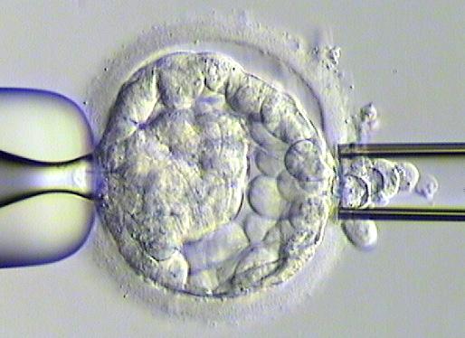 De celler som tagits ut används för den genetiska analysen medan de celler som är kvar i embryot efter biopsin fortsätter att växa vidare i en inkubator och är grunden för foster, moderkaka och