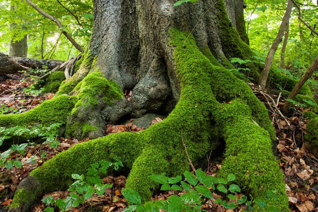 BIDRAG TILL SKYDD OCH FÖRVALTNING AV VÄRDEFULL NATUR 2019 Maano Aunapuu Enhetschef