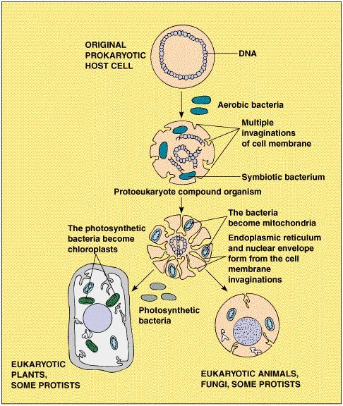 De första eukaryota cellerna Vidare anses allmänt att de växtlika protoctisterna som utvecklades något senare också var resultatet av förening av två olika celler.